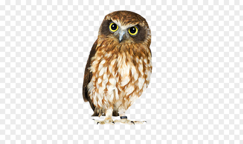 Owl Illustration Brown Hawk-owl Bird Barn Clip Art PNG