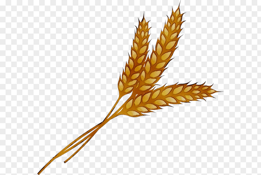 Clip Art Wheat Grain Cereal Barley PNG
