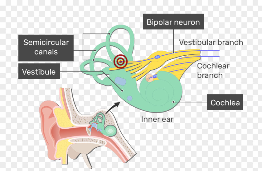 Ear Vestibulocochlear Nerve Vestibular Neuron PNG