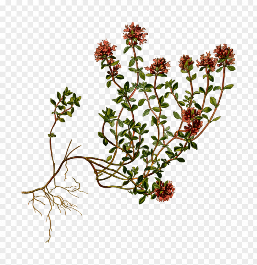 Flower Breckland Thyme Herb Garden Perennial Plant PNG