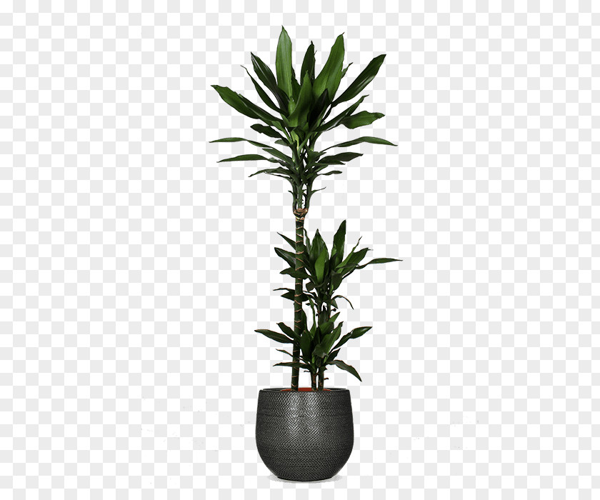 Flowerpot Flower Plant Houseplant Leaf PNG