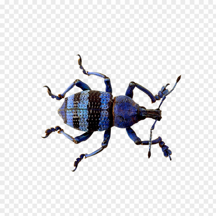 Insects, Fish Beetle PNG