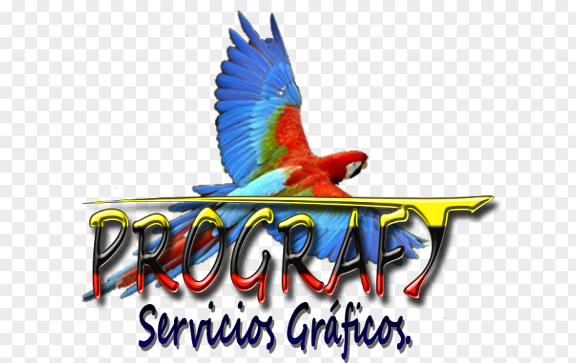 Temuco Chile Macaw Honduras Logo Fauna Feather PNG