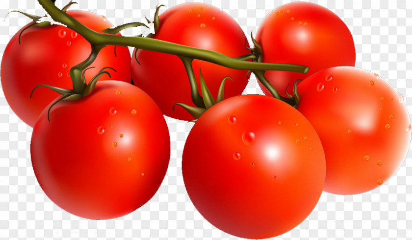 Tomato Plum Bush Red PNG
