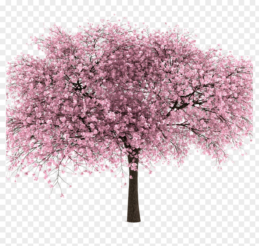 Cherry Blossom National Festival Clip Art PNG