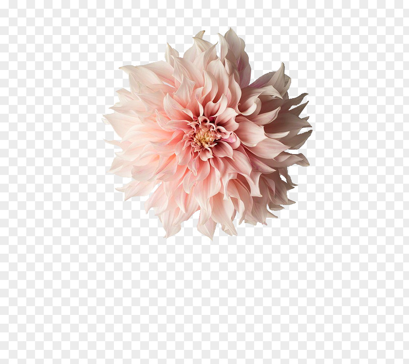 情人节玫瑰 Flower Pink Flowers Photography Dahlia PNG