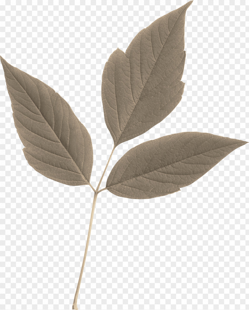 Leaf Image Branch Tree PNG