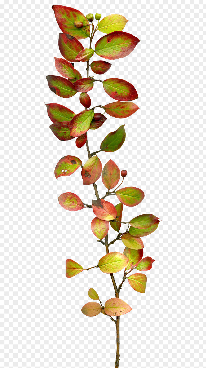Leaves Leaf Twig Branch Pixel PNG