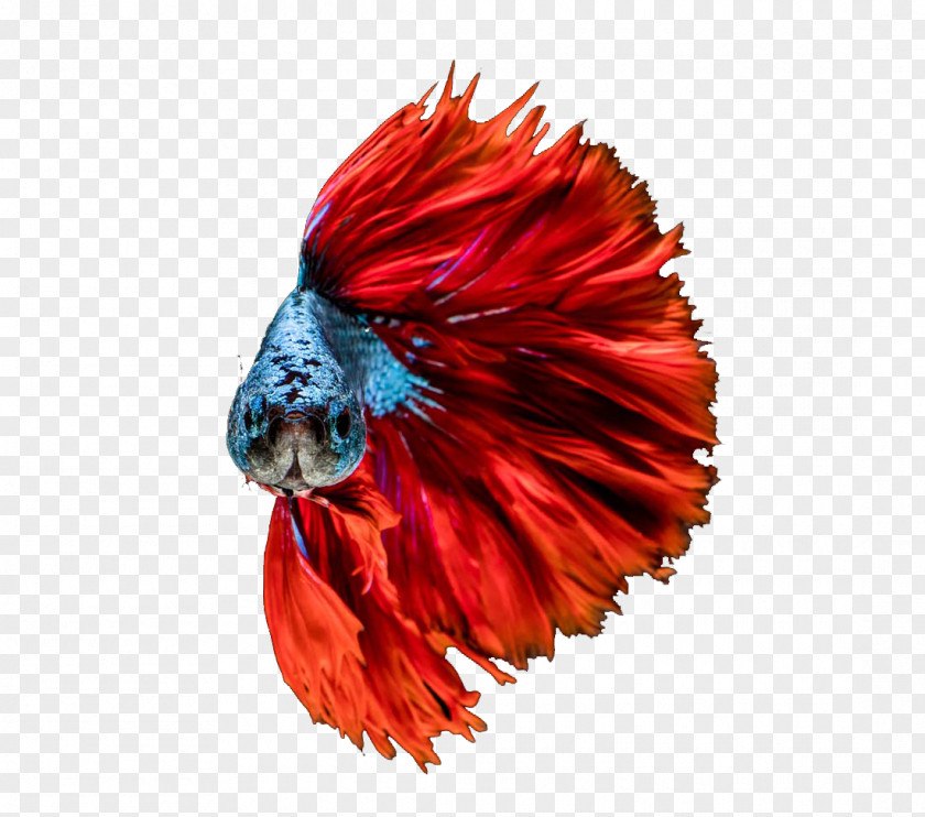 Red Fish Goldfish Aquarium PNG