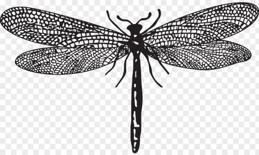 Dragonfly Drawing Dragon Fly Moth Net-winged Insects Pterygota M. Butterfly PNG