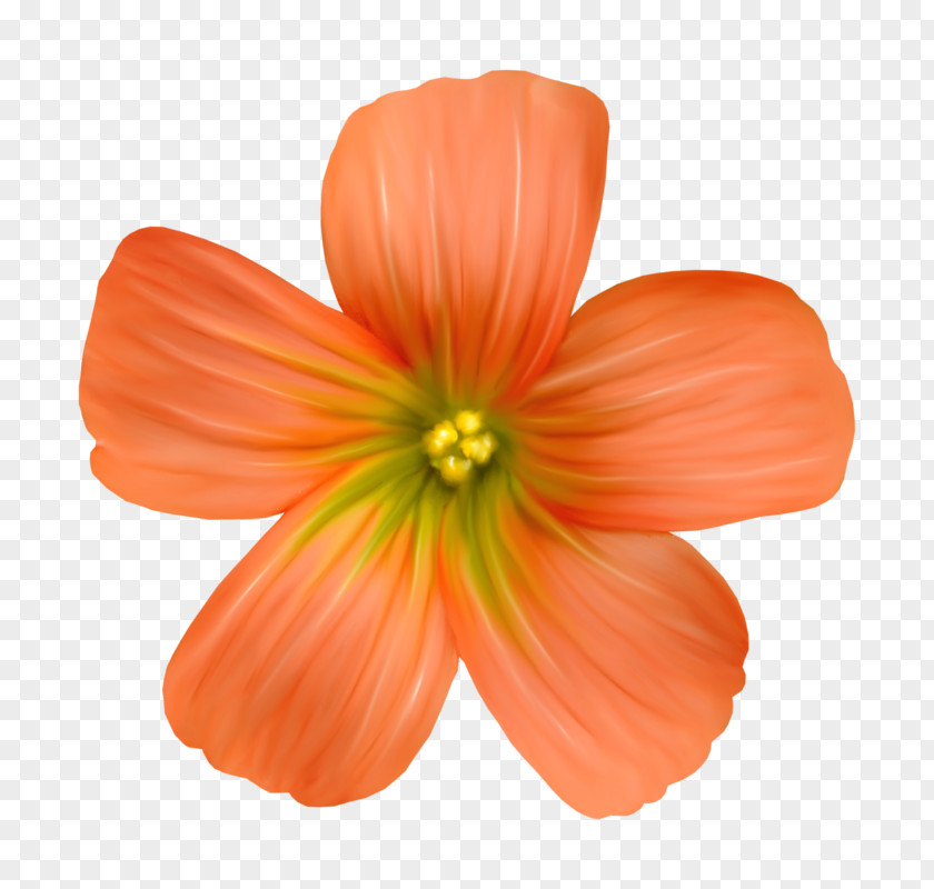 Flouers Petal Cut Flowers PNG