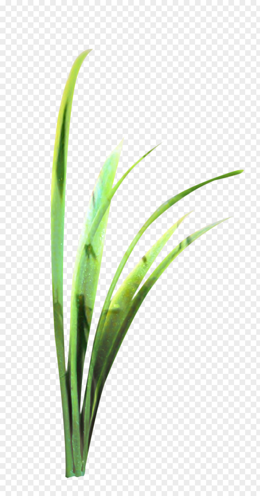 Lemongrass Hierochloe Grass Cartoon PNG