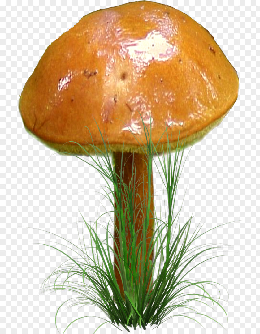 Mushroom Fungus Clip Art Digital Image PNG
