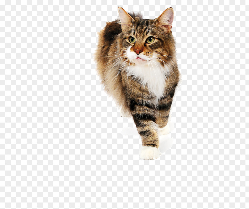 Rice Chicken Siberian Cat Maine Coon Norwegian Forest Whiskers British Semi-longhair PNG