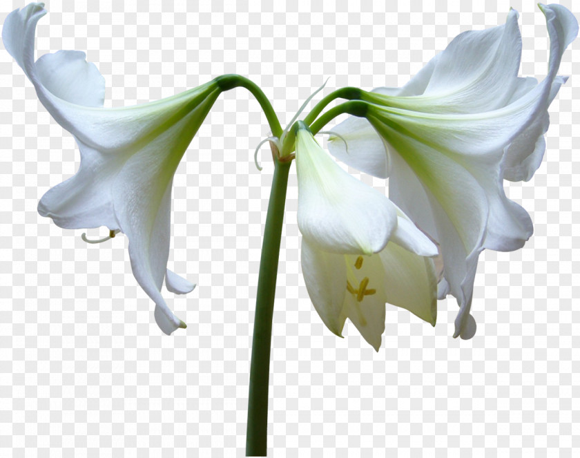 White Flower Cut Flowers Lilium Amaryllis Belladonna Diary PNG