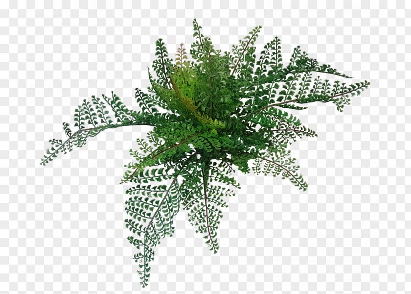 Artificial Greenery Garland Fern Tree Vascular Plant Wood Flower PNG