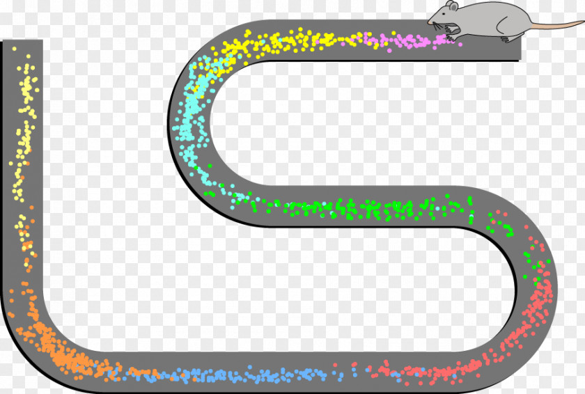 Grid Search Pattern Place Cell Hippocampus Neuron Brain Spatial Memory PNG