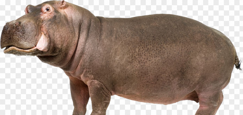 Hippo Hippopotamus Computer File PNG