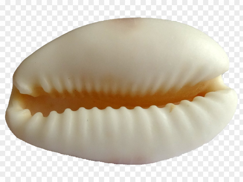 Seashell Cypraea Cypraeidae Cowry Light PNG