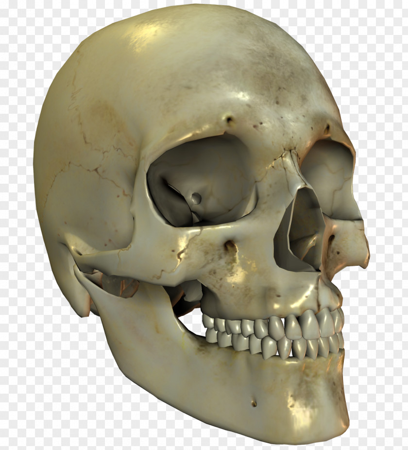 Skull Bone Skeleton Jaw PNG