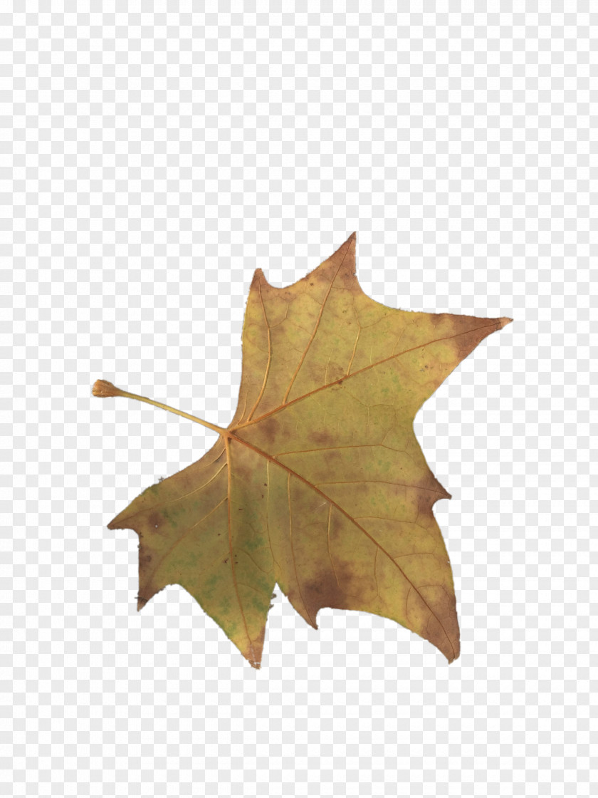 Yellow Maple Leaves Leaf PNG