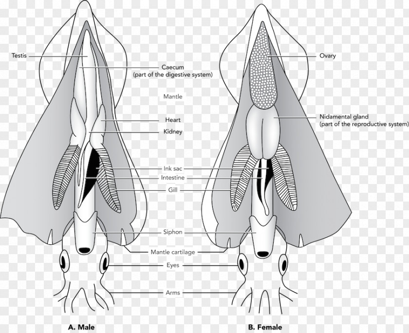 Anatomy Giant Squid Dissection Cephalopod Eye PNG