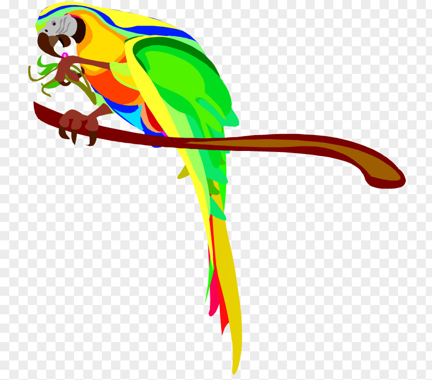 Cartoon Pictures Of Parrots Parrot Bird Macaw Clip Art PNG