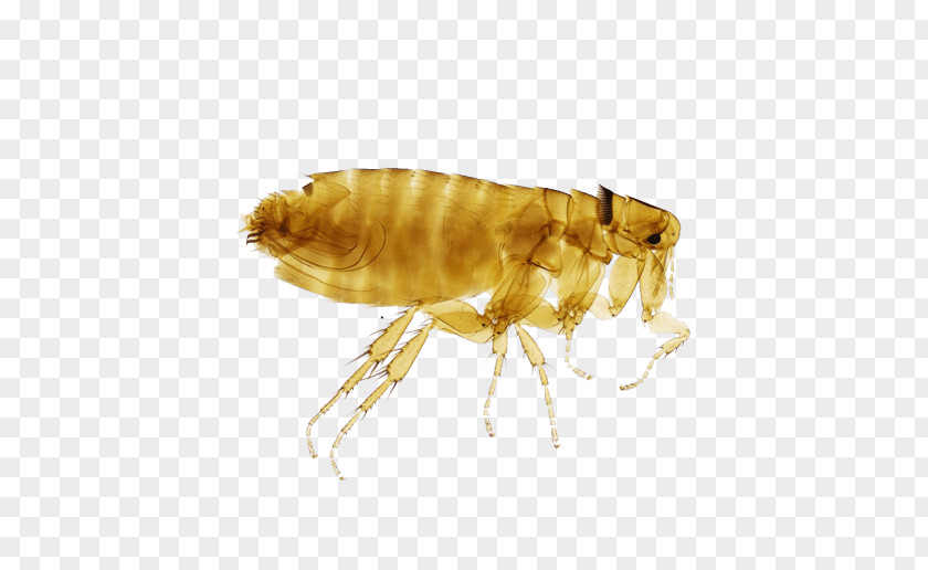 Flea Deratizace Brno Insect Bedbug Apartment PNG