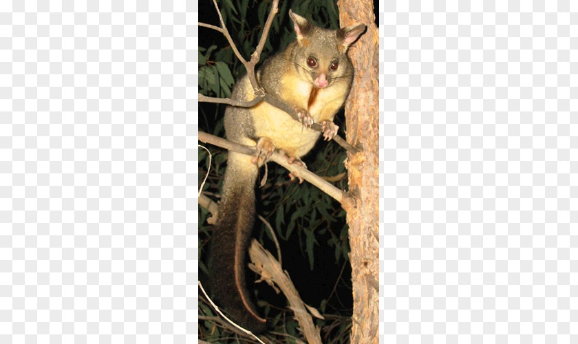 Mouse Dormouse Squirrel Fauna Tail PNG