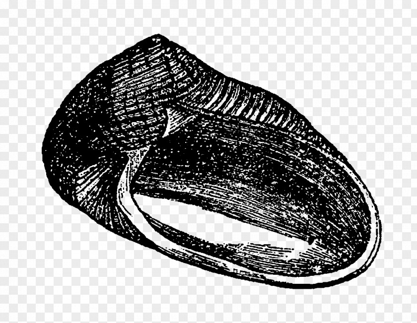 Sea Shell Illustration Digital Stamp Mussel Seashell PNG