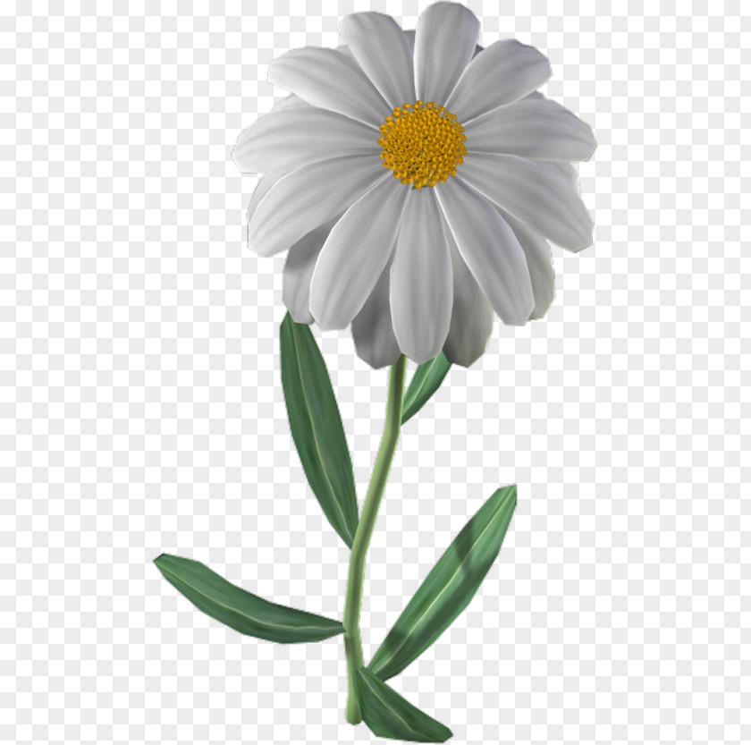 Camomile Mayweed Flowers Background PNG
