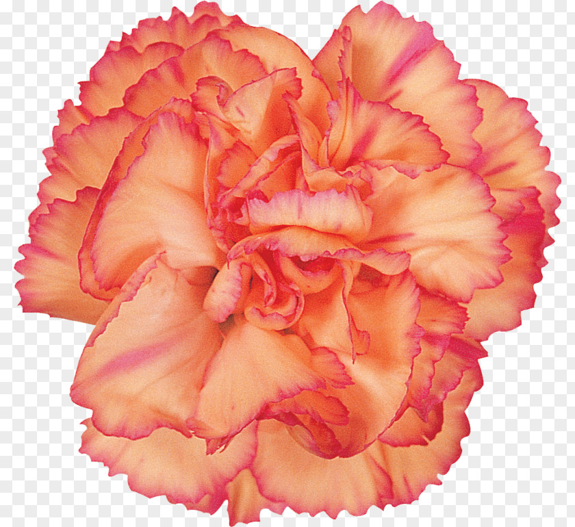 Collage Carnation Paper Cut Flowers Mother's Day PNG