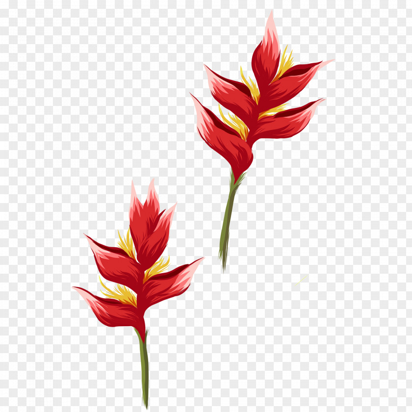 Heliconia Castilleja Lily Flower Cartoon PNG
