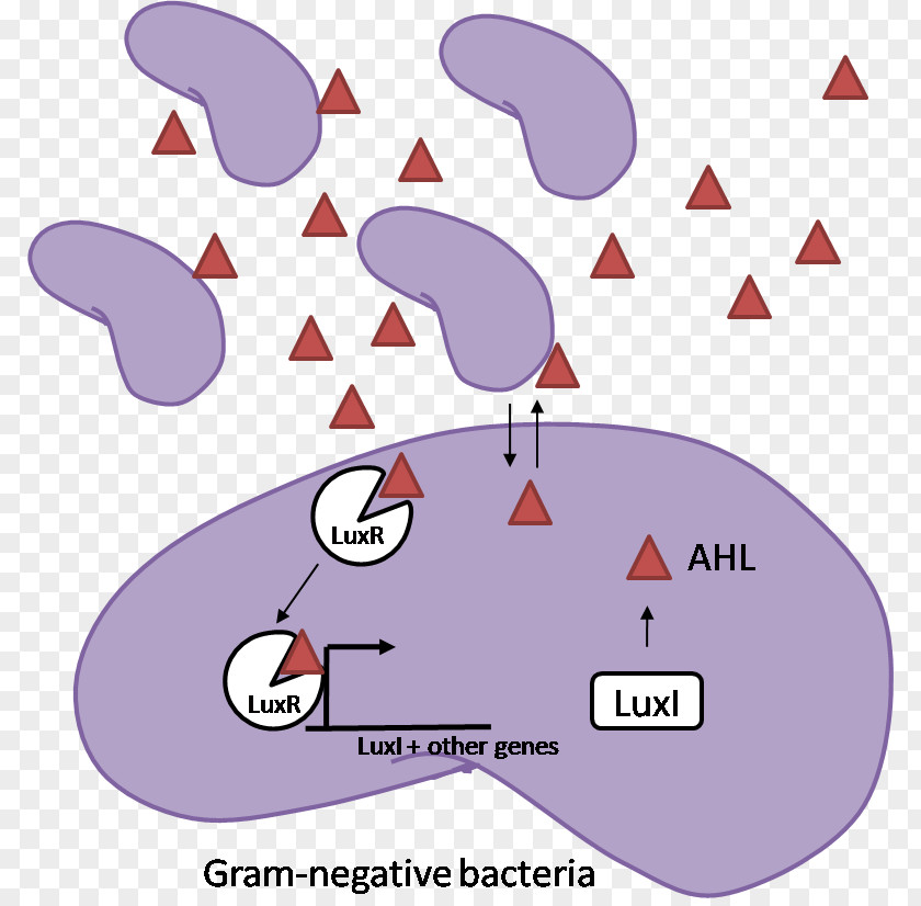 Quorum Sensing Gram-negative Bacteria Gram-positive Gram Stain PNG