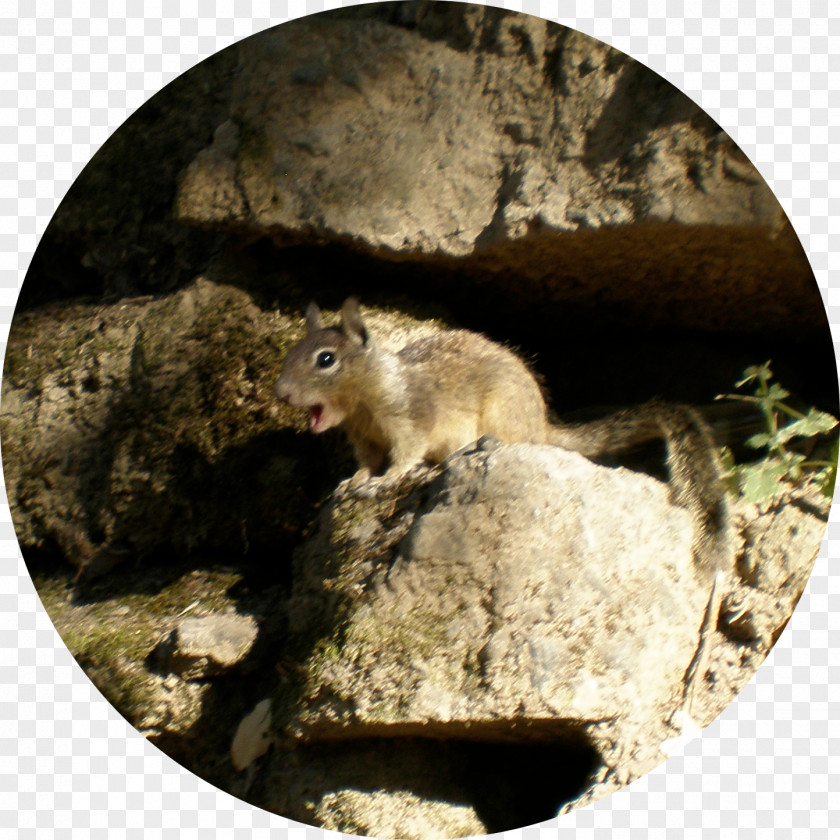Squirrel Dormouse Fauna Wildlife PNG