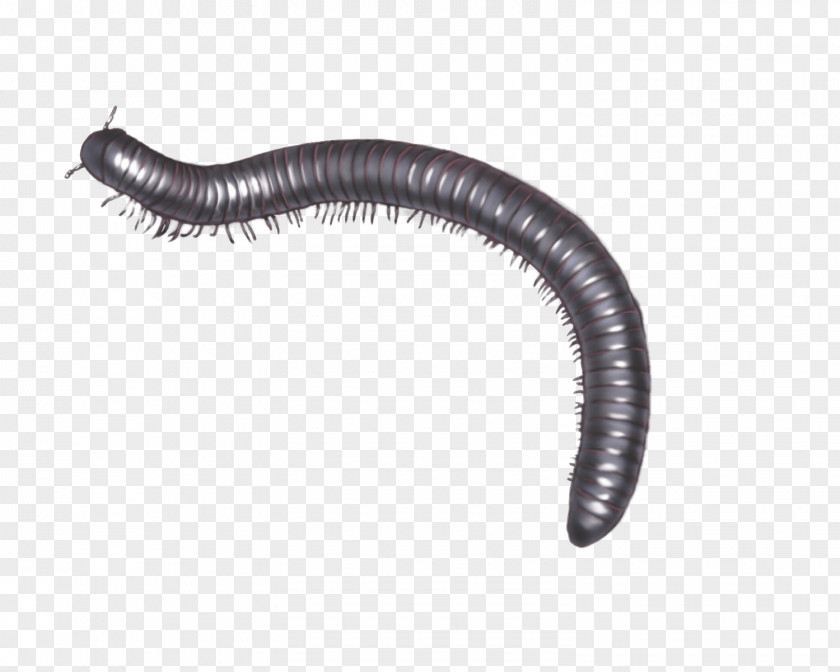 Beetle Centipedes And Millipedes Arthropod PNG