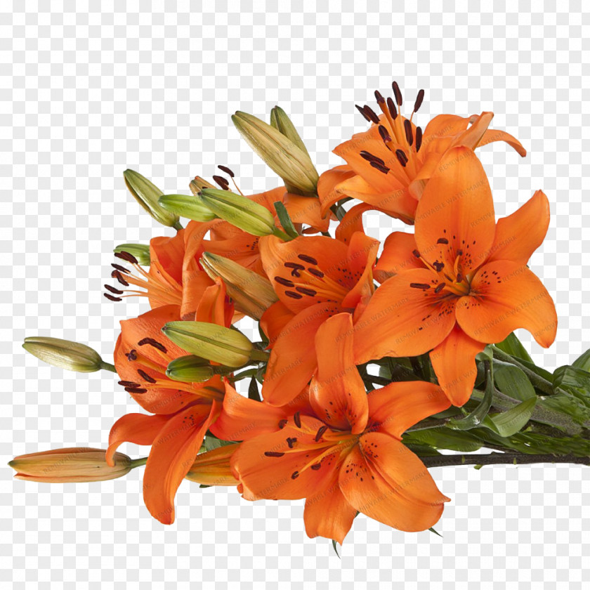 Flower Lily Of The Incas Floral Design Cut Flowers Bouquet PNG