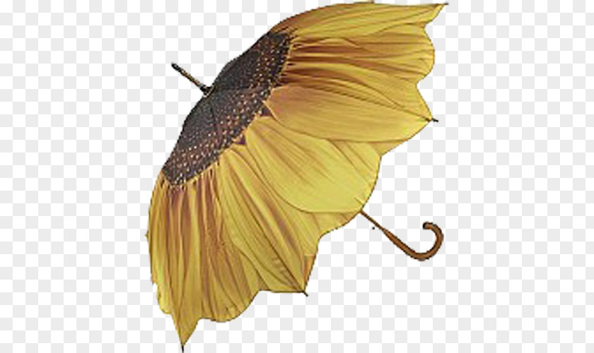 Yellow Petals PNG petals, sunny umbrellas clipart PNG
