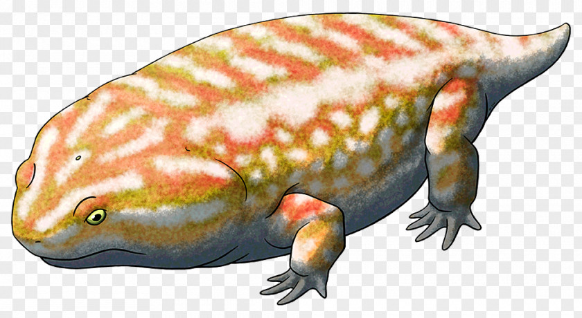 Amphibian Dimetrodon Platyhystrix Temnospondyli Ctenospondylus Edaphosaurus PNG