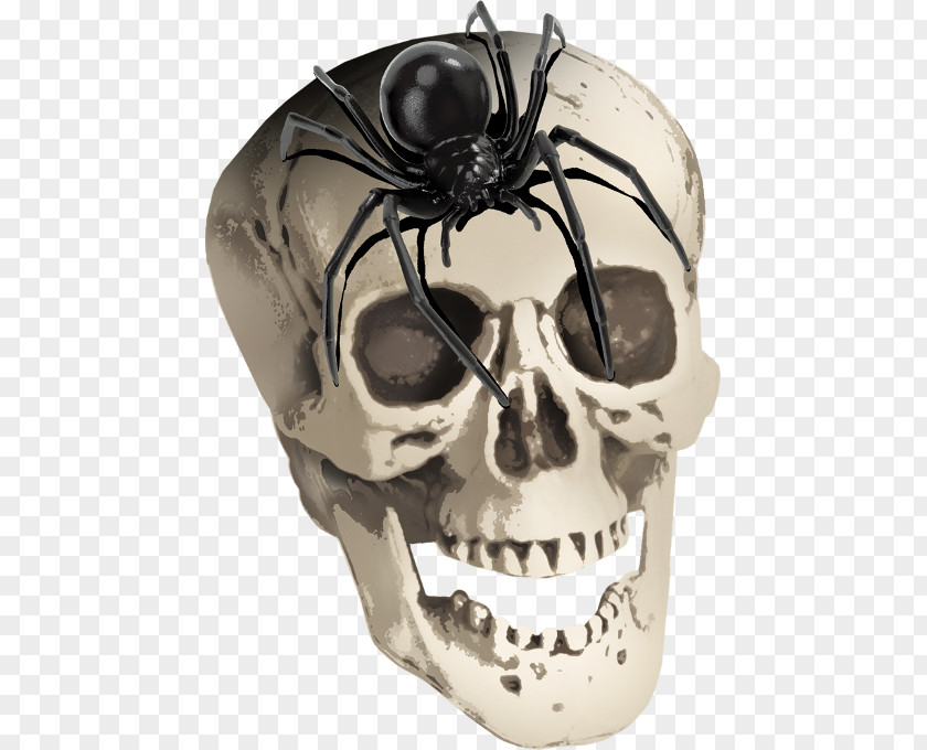 Horror Skull And Spider Skeleton ForgetMeNot PNG