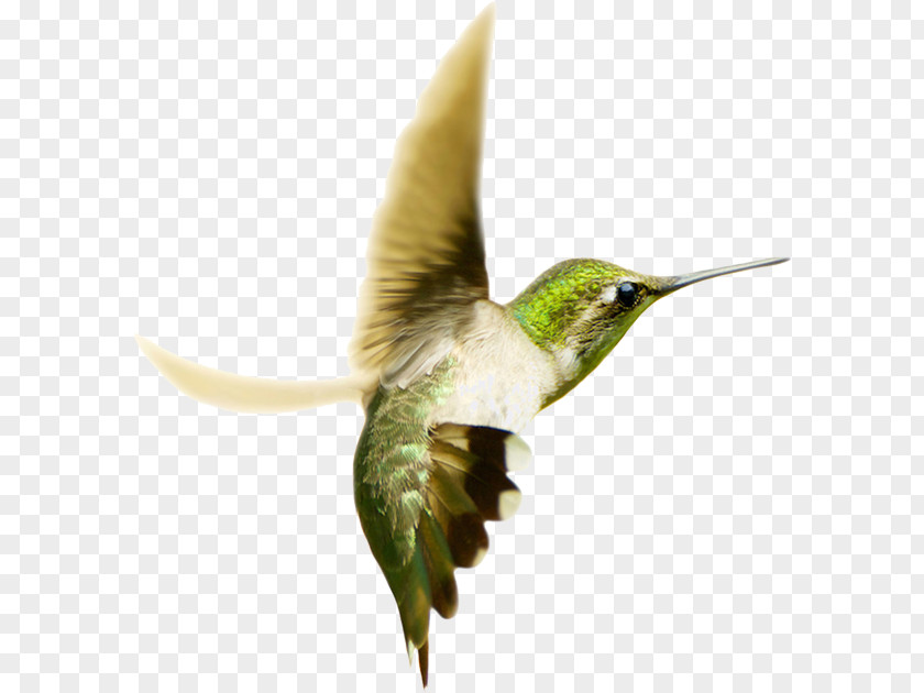 Hummingbird Swallow-tailed Ruby-throated Photography PNG