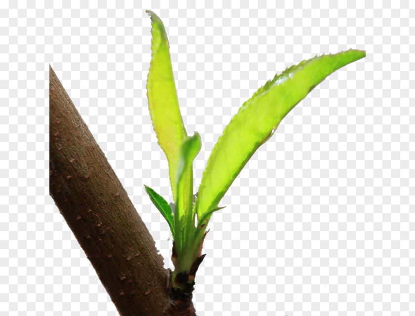 Peach Branches Leaf Tree PNG