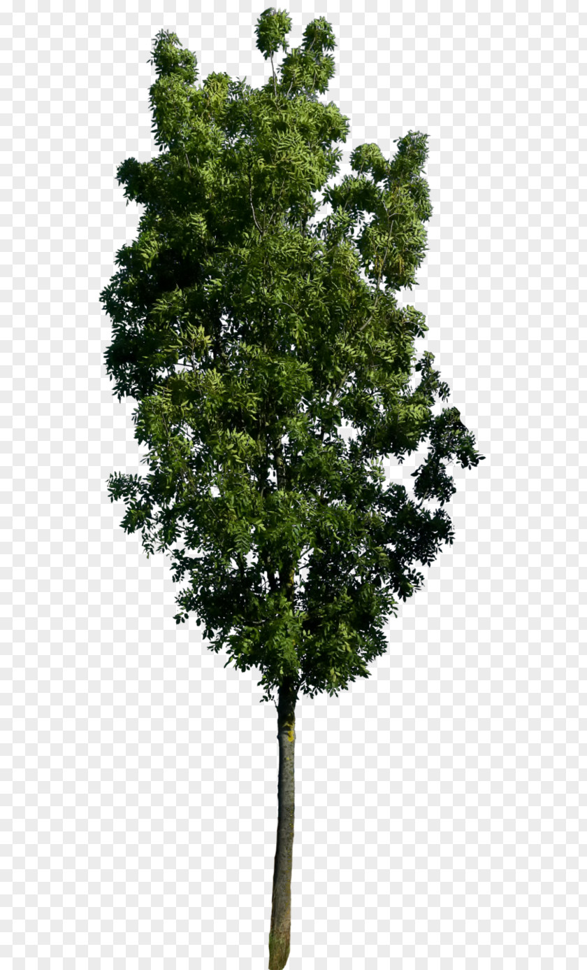 Tree Top View Quercus Acutissima 3D Computer Graphics Wavefront .obj File .dwg PNG