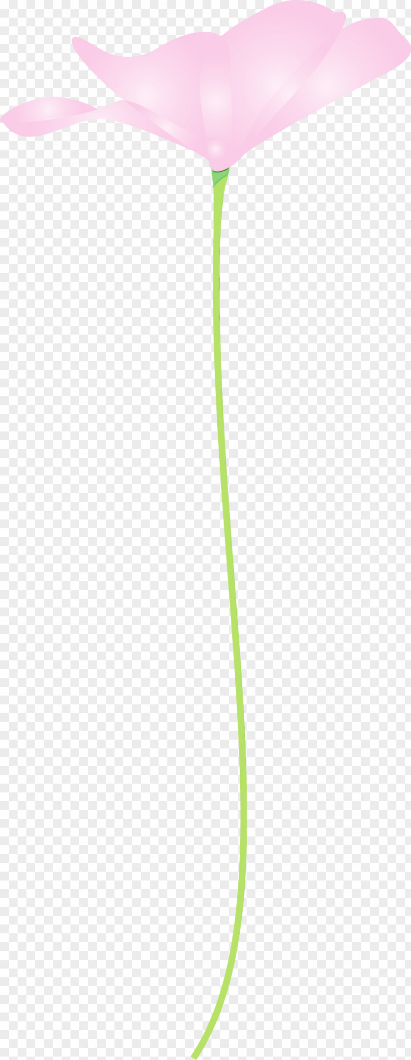 Green Plant PNG