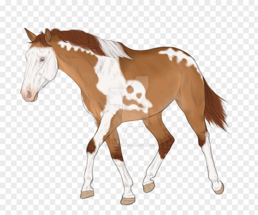 Mustang Mane Foal Stallion Colt PNG