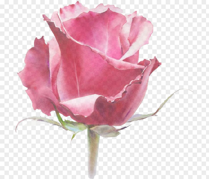 Plant Rose Family Garden Roses PNG