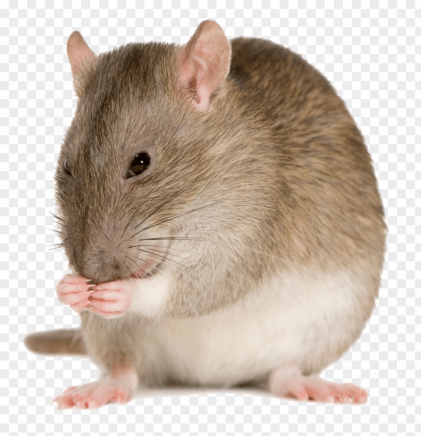Rats Pests Mouse Brown Rat Pro Co Sound RAT2 Stock Photography PNG