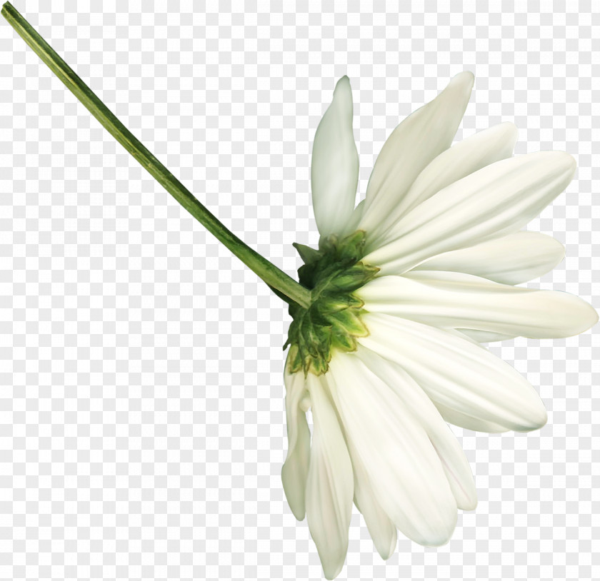 White Flowers German Chamomile Flower Easter Clip Art PNG