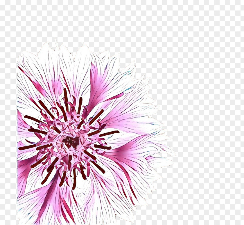 Wildflower Magenta Chrysanthemum Cut Flowers Aster Petal Close-up PNG
