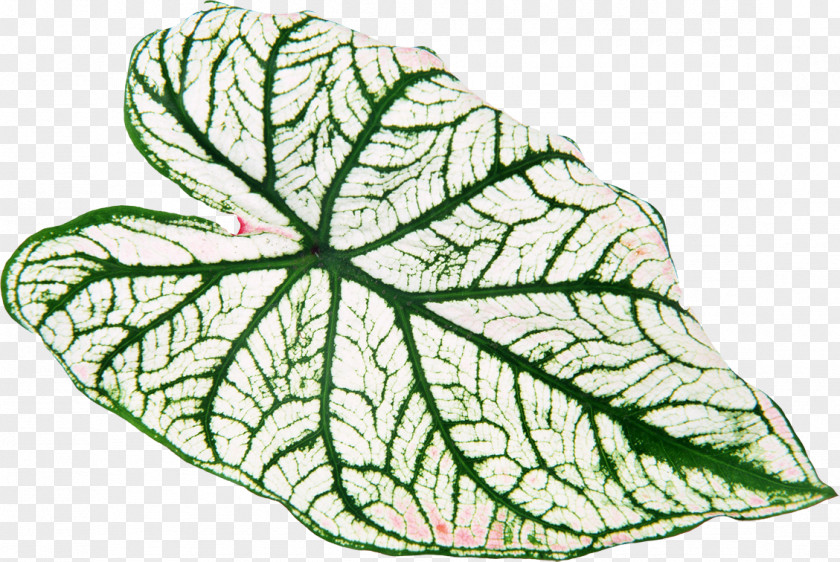 Green Leaves Leaf Yellow Plant Vascular Bundle PNG